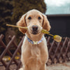 Floral Pearl Dog Collar & Leash